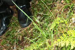 Poa takasagomontana