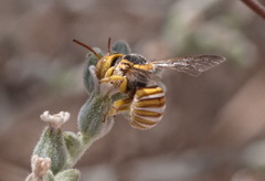 Icteranthidium ferrugineum
