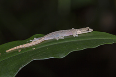 Hemiphyllodactylus typus