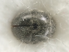 Rhyzobius forestieri