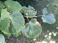 Didymomyia tiliacea