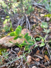 Crassula atropurpurea