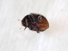 Rhyzobius forestieri