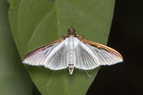 Cydalima laticostalis (Guenée, 1854)