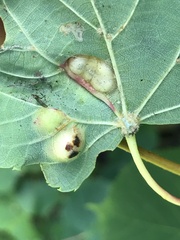 Didymomyia tiliacea
