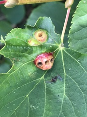 Didymomyia tiliacea