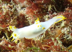 Polycera kernowensis