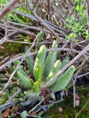 Adromischus filicaulis