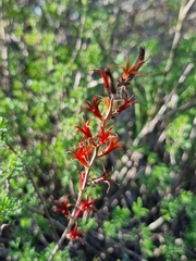 Adromischus filicaulis