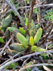 Adromischus filicaulis