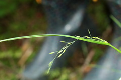 Poa takasagomontana