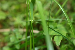 Poa takasagomontana
