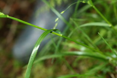Poa takasagomontana