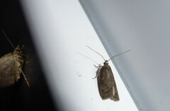 Phaeosaces apocrypta