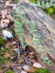 Albuca spiralis