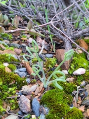 Albuca spiralis