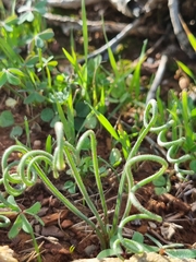 Albuca spiralis