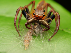 Bathippus