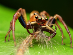 Bathippus
