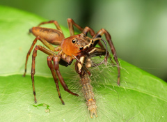 Bathippus