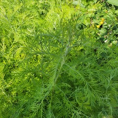 Artemisia abrotanum