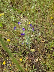 Anchusa officinalis