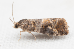 Lobesia virulenta