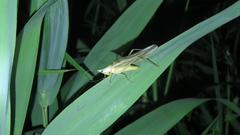 Euconocephalus nasutus