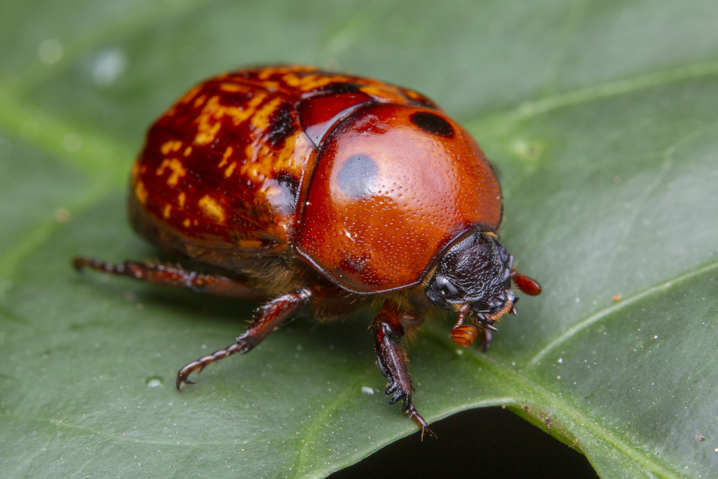 Parastasia bimaculata