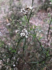 Ixodia achillaeoides