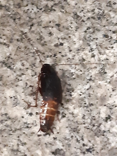 Oriental cockroach