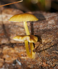 Pluteus hubregtseorum