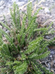 Oxytropis microphylla