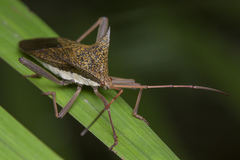 Aspilosterna albovittata