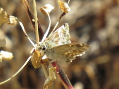 Muschampia baeticus