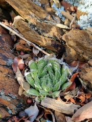 Haworthia herbacea