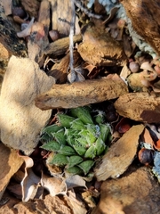 Haworthia herbacea