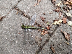 Aeshna cyanea