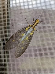 Protohermes grandis