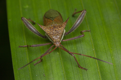 Aspilosterna albovittata