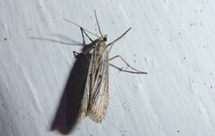Eudonia atmogramma