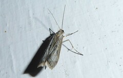Eudonia atmogramma