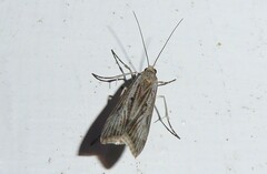 Eudonia atmogramma