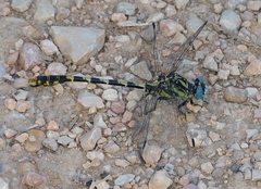 Onychogomphus uncatus