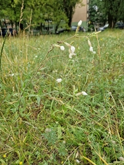 Silene latifolia