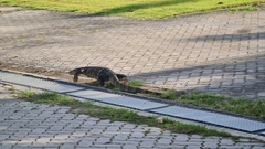 Varanus salvator macromaculatus