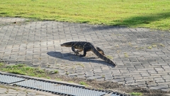 Varanus salvator macromaculatus