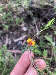 Pultenaea cinerascens