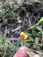 Pultenaea cinerascens