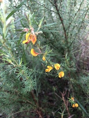 Pultenaea cinerascens